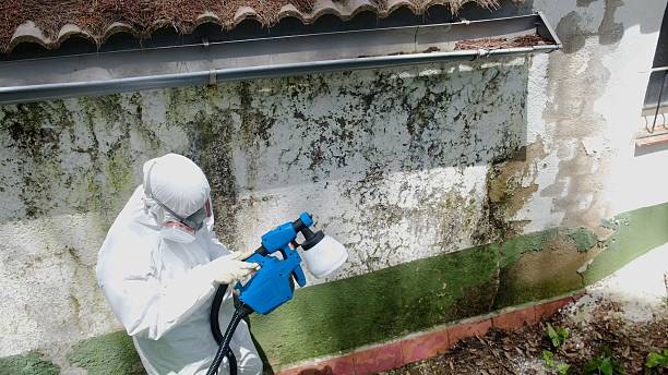 Trusted Bathroom Mold Removal service in Miami, AZ - Cheap Mold Removal